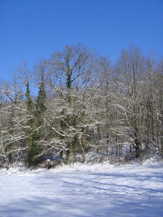 Trees in the snow, Videix, Limousin, France